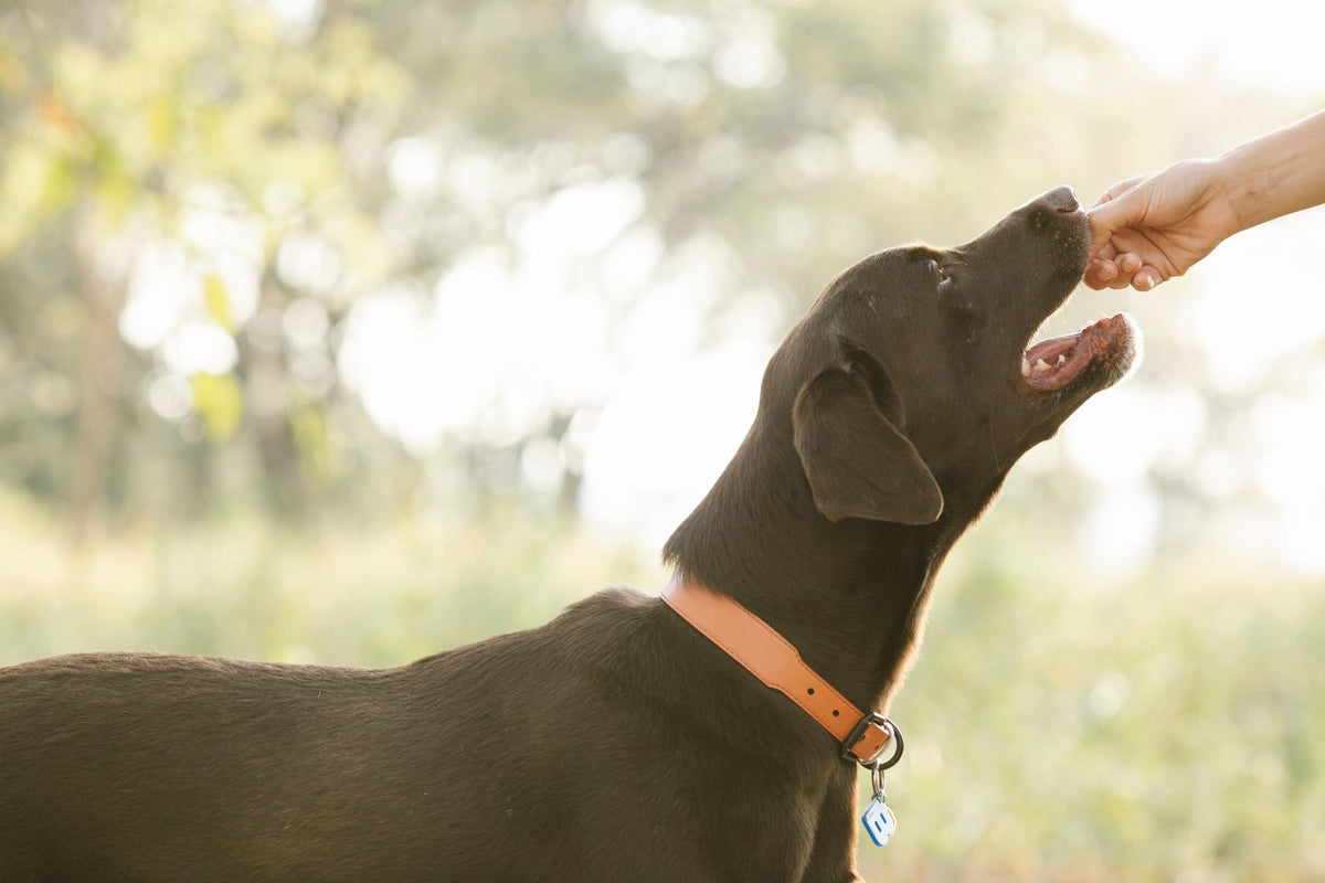 Hund som får en godbit fra eierens hånd